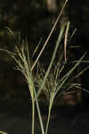 Fall panicgrass